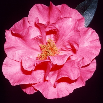 Spinel Pink Peony (Yinfen Mudan)